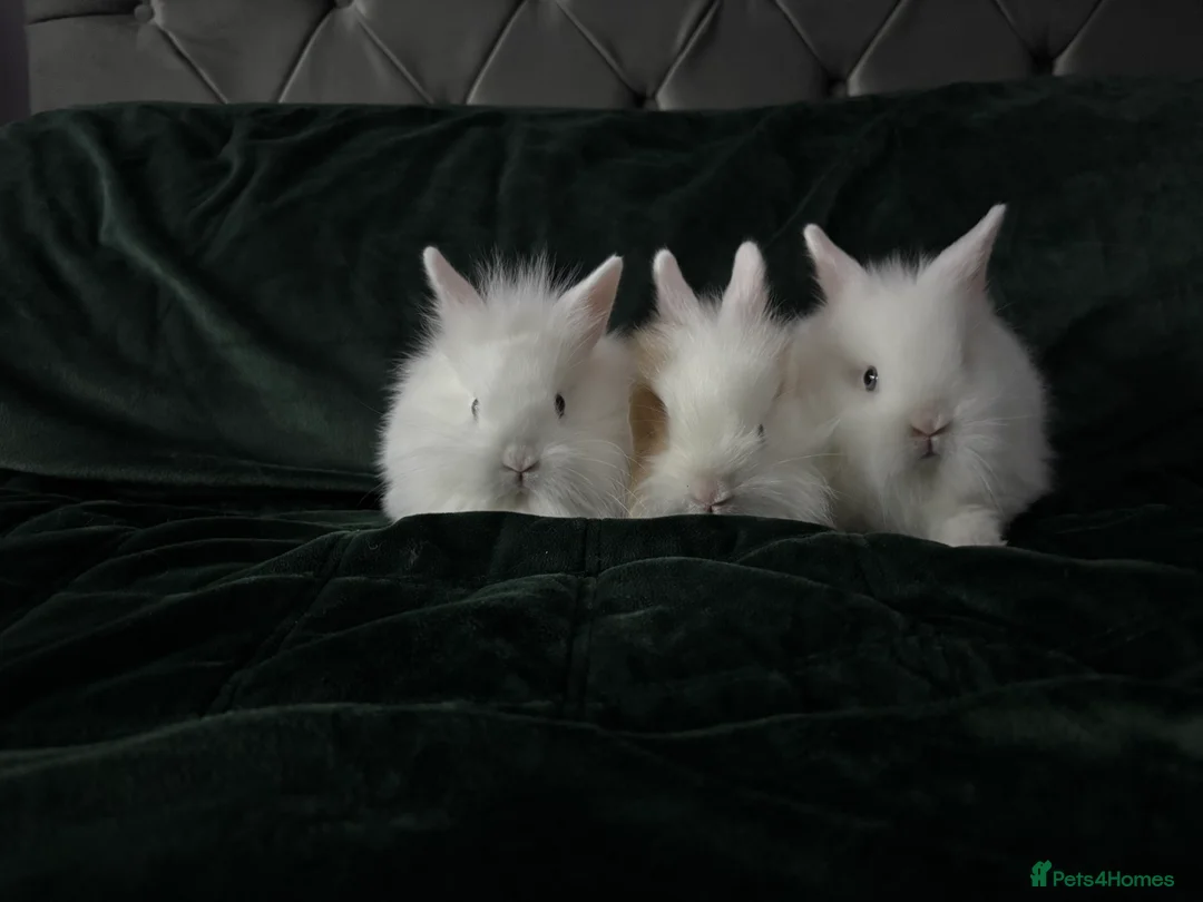 Lionhead rabbits for sale: Beautiful lion-head bunnies 🐰  - Advert 4