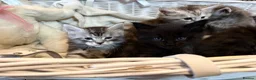 Maine Coon cats for sale: ❤️ Beautiful Active Maine Coon XL TICA Kittens ❤️ - Advert 9