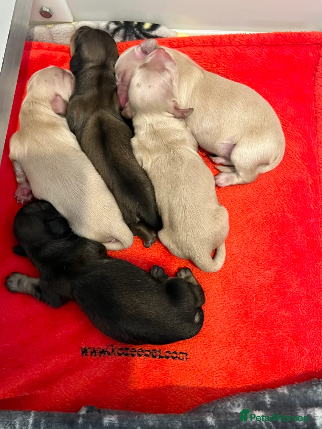 Miniature Dachshund dogs for stud: KC Dachshund cream long hair Stud [ee/ii] - Advert 7