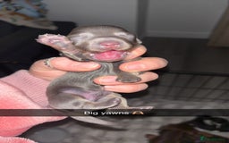 Miniature Dachshund dogs for sale: Stunning miniature dachshund puppies  - Image 16