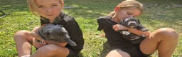 Staffordshire Bull Terrier dogs for sale: KC Registered Staffordshire Bull Terrier Pups in Liverpool - Advert 13