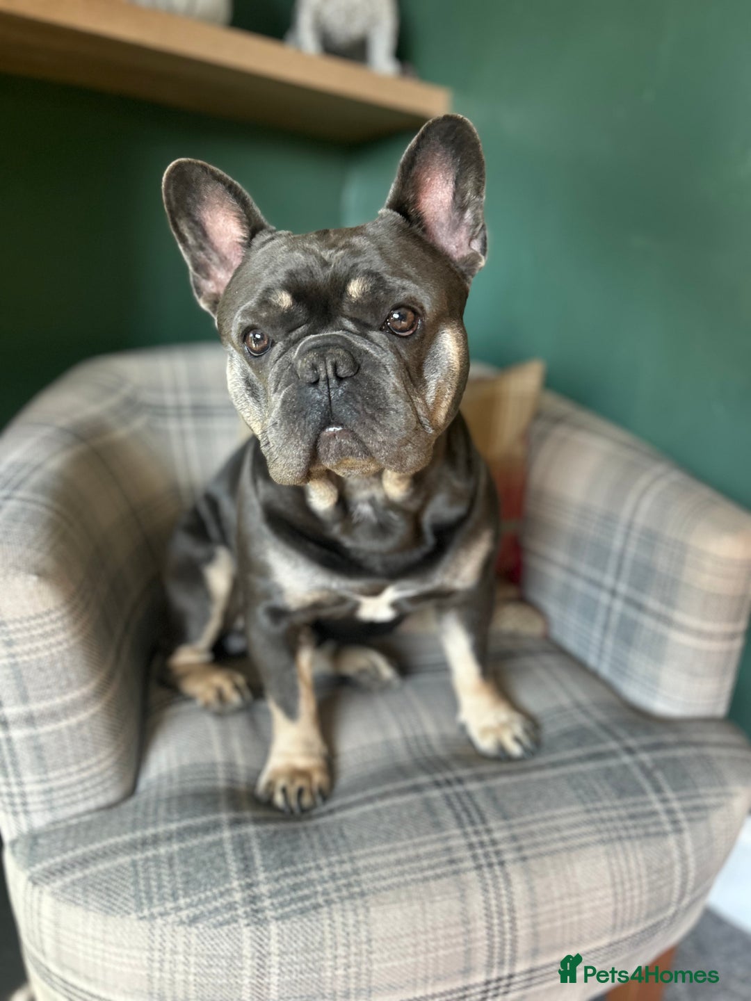 French Bulldog dogs for stud: French bulldog for stud  - Image 2