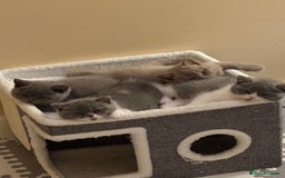 British Shorthair cats for sale: Beautiful health tested bsh kittens  - Image 11