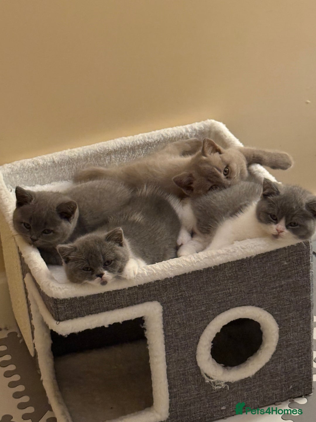 British Shorthair cats for sale: Beautiful health tested bsh kittens  - Image 11