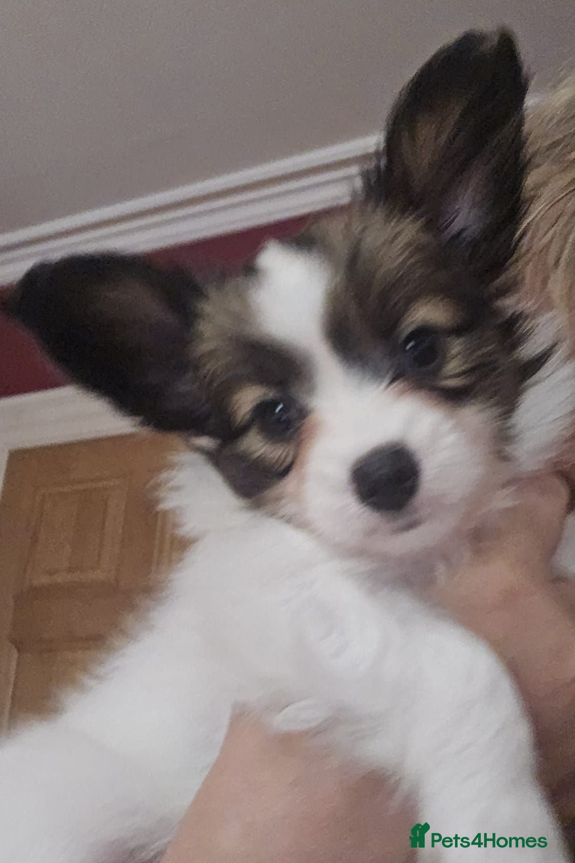 Papillon dogs 5generation Royal Kennel Club reg. - Advert 2