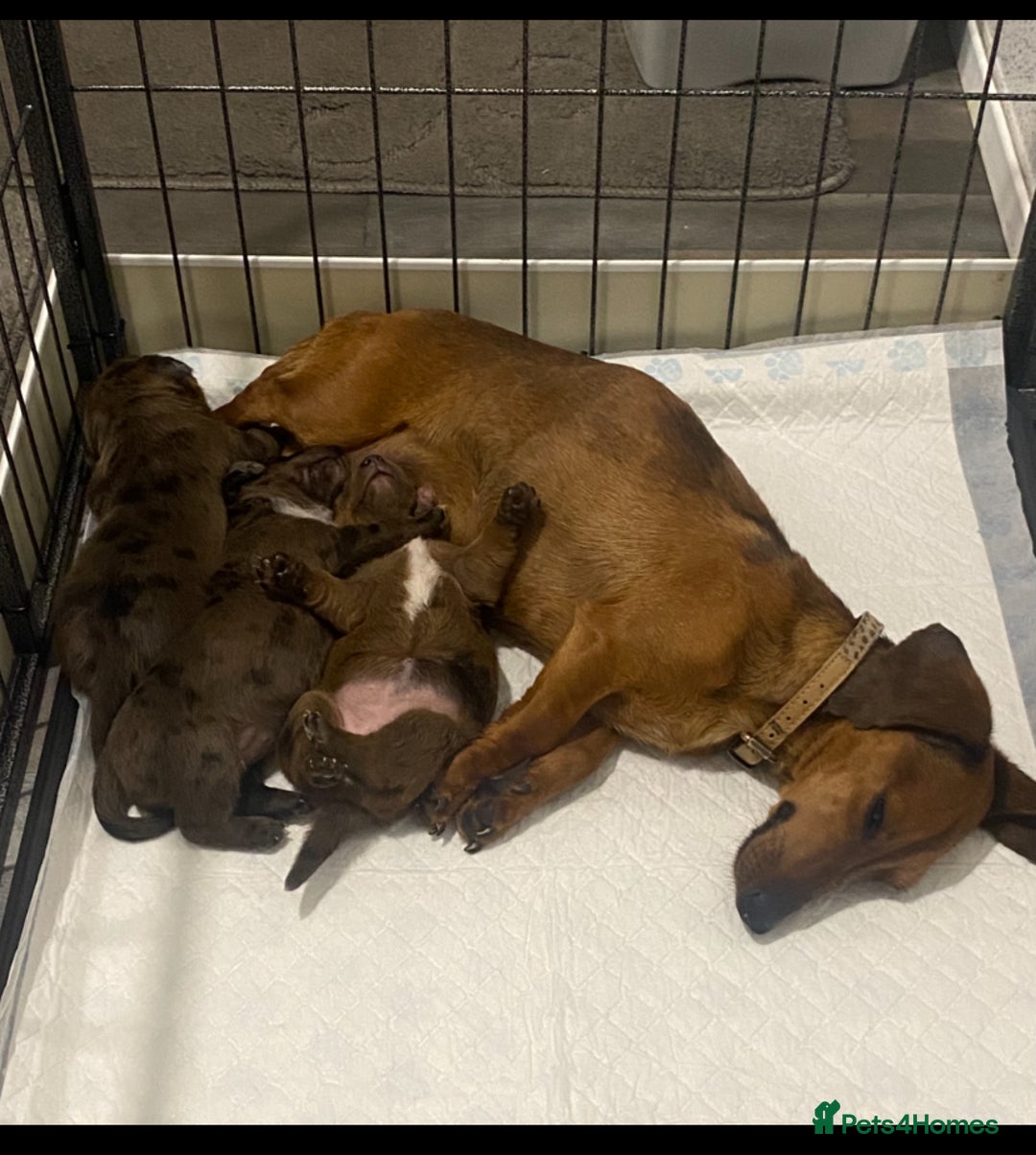 Dachshund dogs for sale: Dachshund x jack Russell puppies  - Image 13