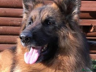 German Shepherd dogs in Wisbech - Advert 24