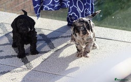 Cockapoo dogs for sale: F1 Cockapoo puppies for sale - Advert 18