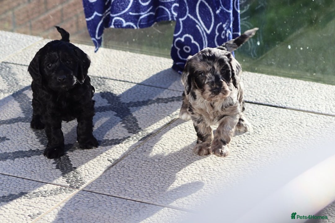 Cockapoo dogs for sale: F1 Cockapoo puppies for sale - Advert 18