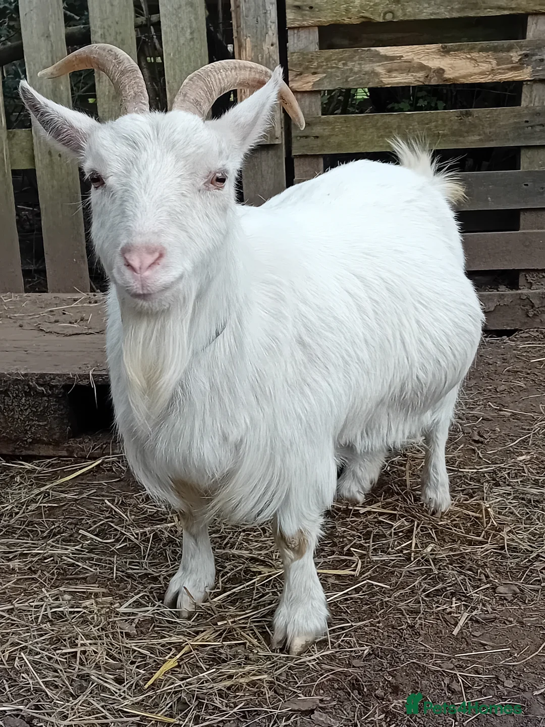 Goats livestock for sale: Special Pair of Pygmy Goats – Loving Home Wanted - Advert 9