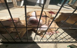 American Bully dogs for sale: Super chunky pocket bullies Ready to leave! - Image 10