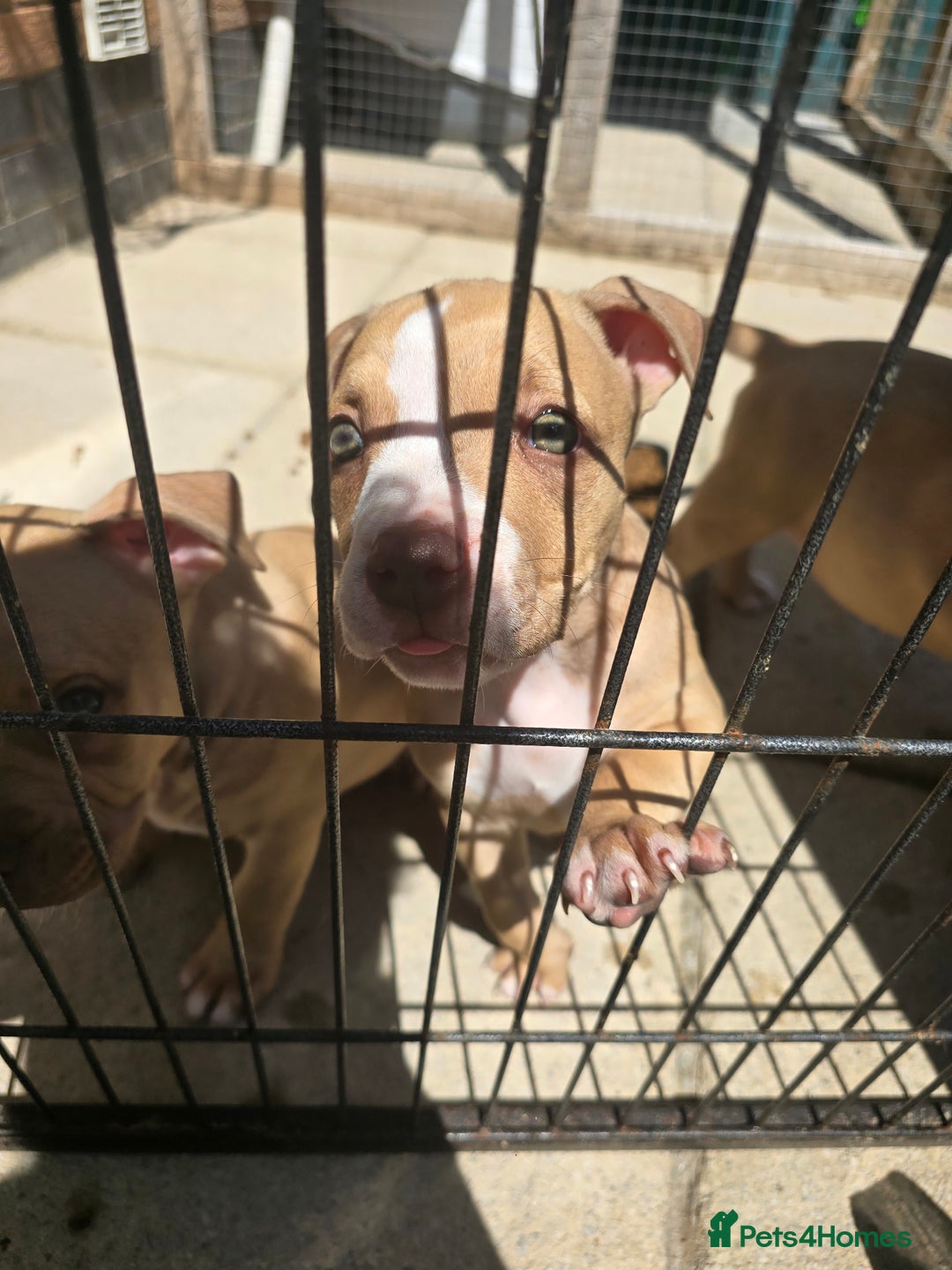 American Bully dogs for sale: Super chunky pocket bullies Ready to leave! - Image 10