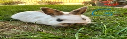 Netherland Dwarf rabbits for sale: Netherland Dwarf rabbits for sale  - Advert 17