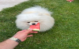Pomeranian dogs for sale: Pomeranian white - Image 2