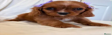 Cavalier King Charles Spaniel 1