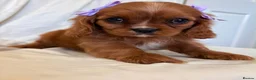 Cavalier King Charles Spaniel dogs for sale: Kc Cavalier King Charles . - Advert 12