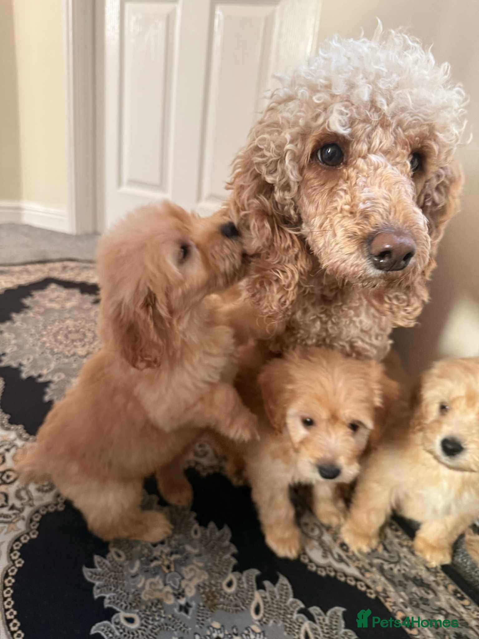 Cockapoo dogs Beautiful puppies  - Advert 2