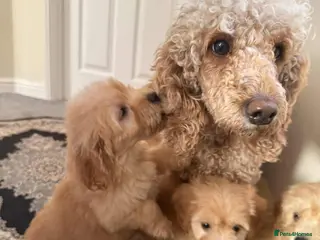 Cockapoo dogs Beautiful puppies - Advert 2