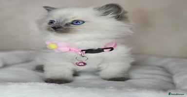 Ragdoll cats - Advert 12