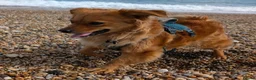 Mixed Breed dogs for adoption: Fabulous Freddy in Southampton - Advert 4
