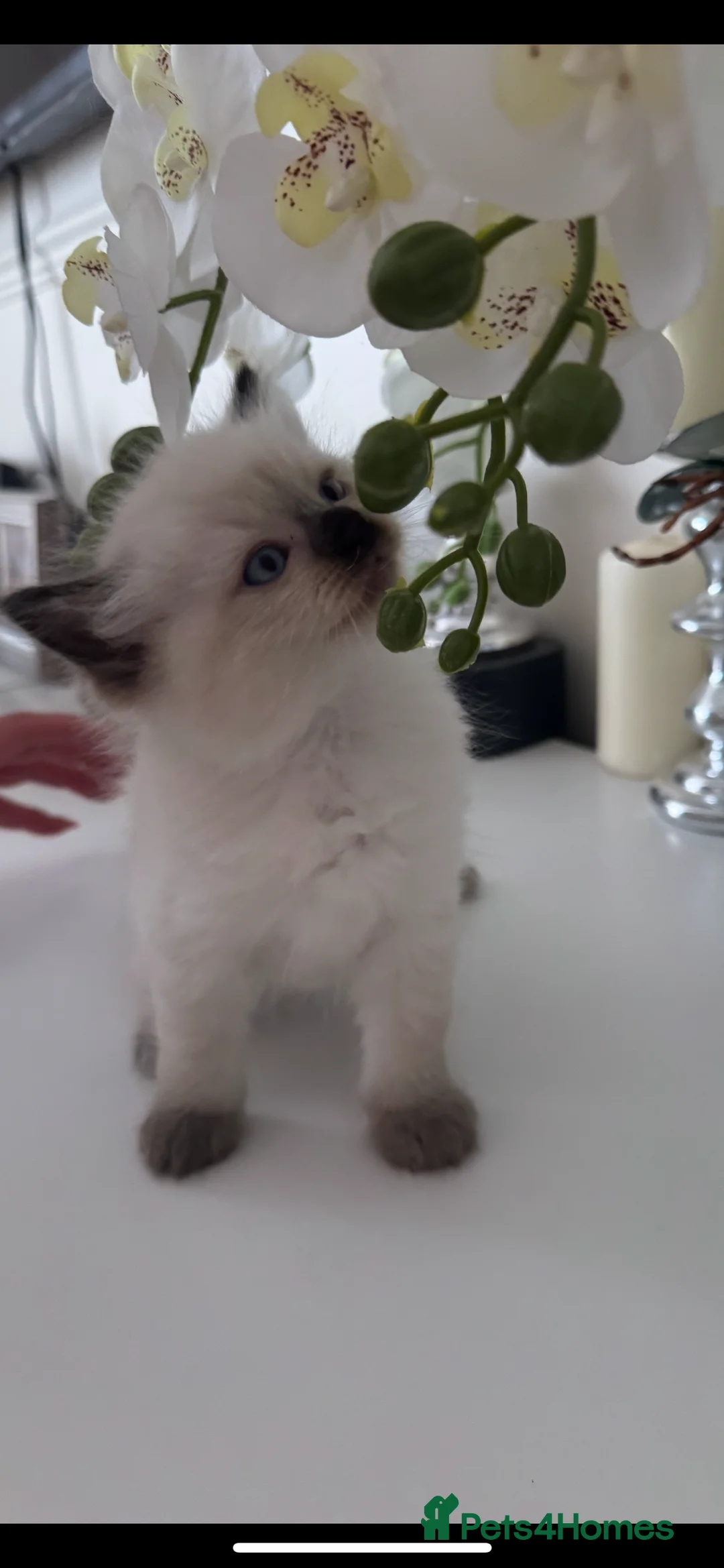 Ragdoll cats for sale: Beautiful Ragdoll Kittens  - Advert 8