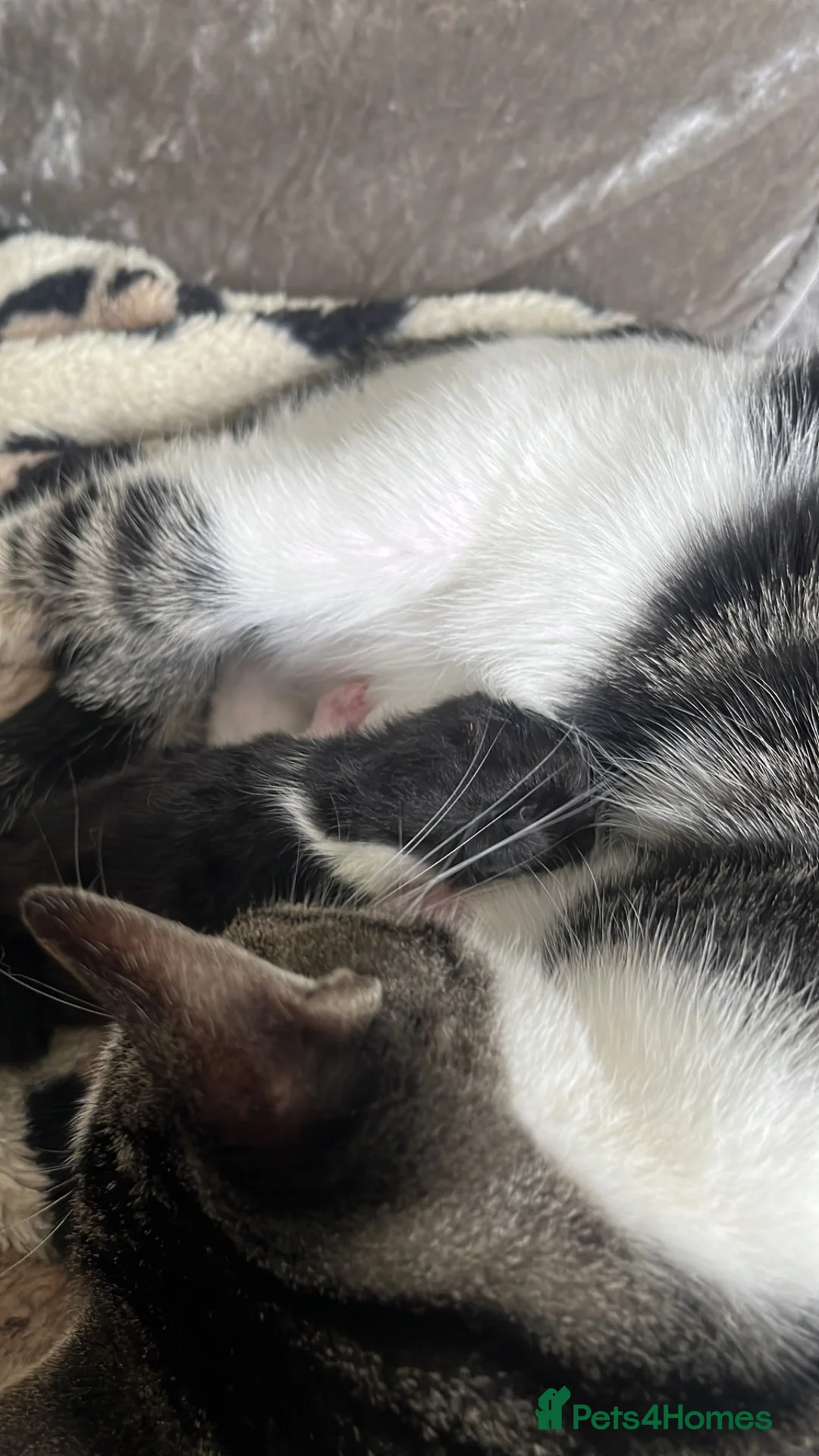 Mixed Breed cats for sale: 2 male kittens 10 weeks old - Advert 2