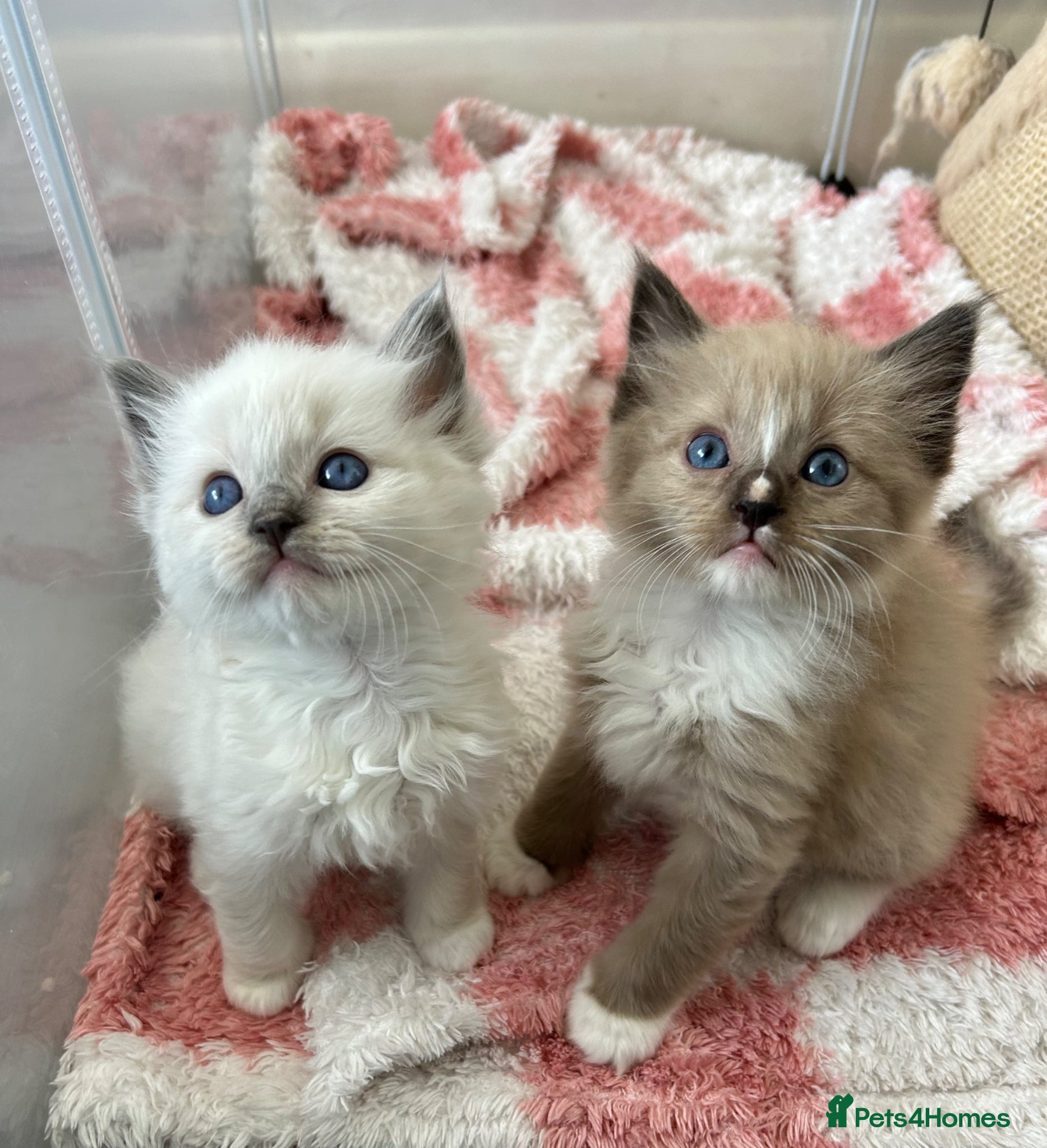 Ragdoll cats Stunning mink and blue mitted Ragdoll kittens  - Advert 6