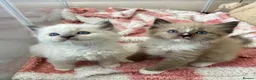 Ragdoll cats for sale: Stunning Ragdoll kittens  - Advert 20