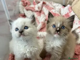 Ragdoll cats Stunning mink and blue mitted Ragdoll kittens - Advert 6