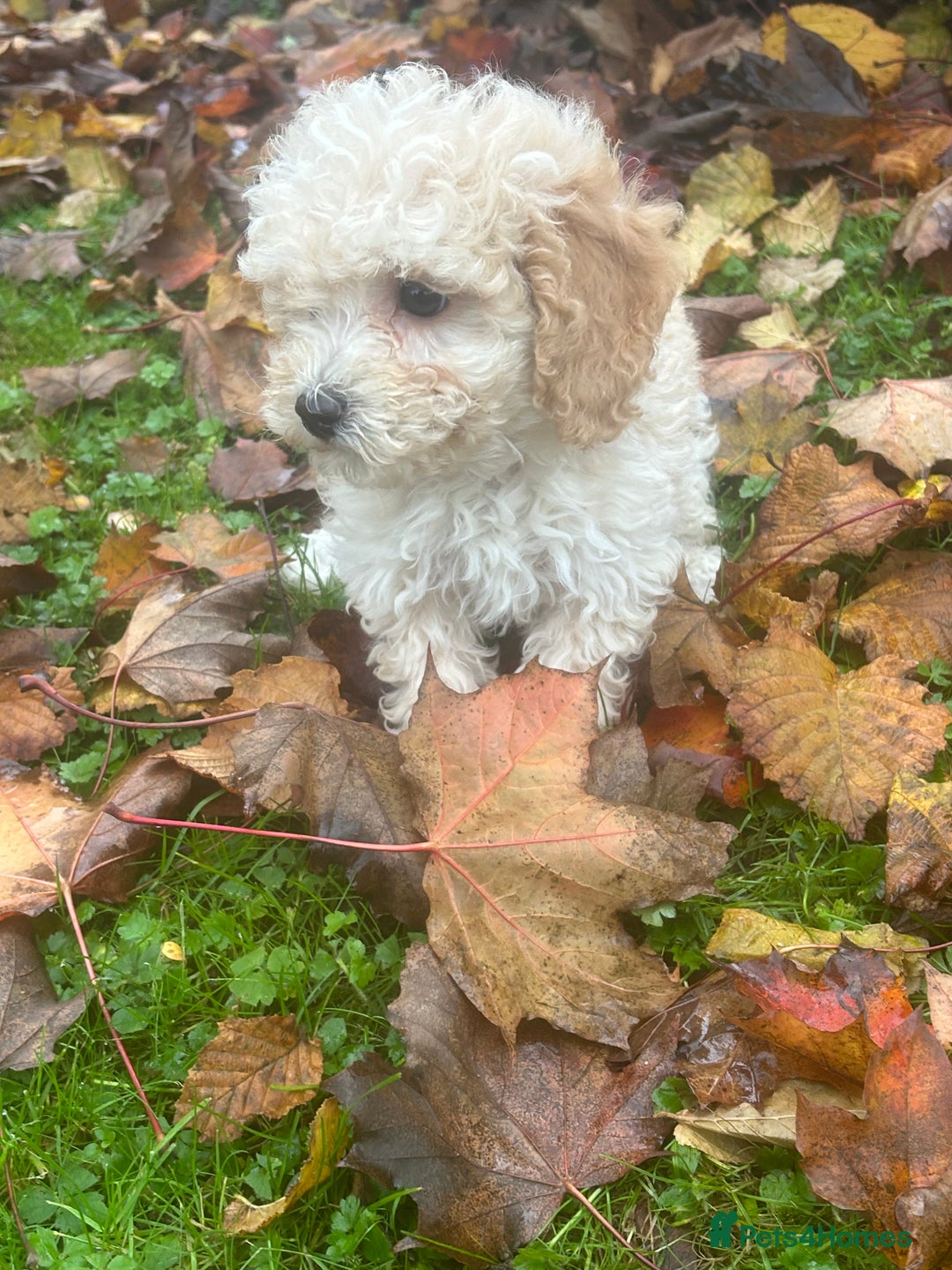 Poochon dogs for sale: Beautiful F1 Poochons - Image 10