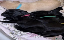 Labrador Retriever dogs for sale: 9 Beautiful Labrador Puppies For Sale  - Image 33