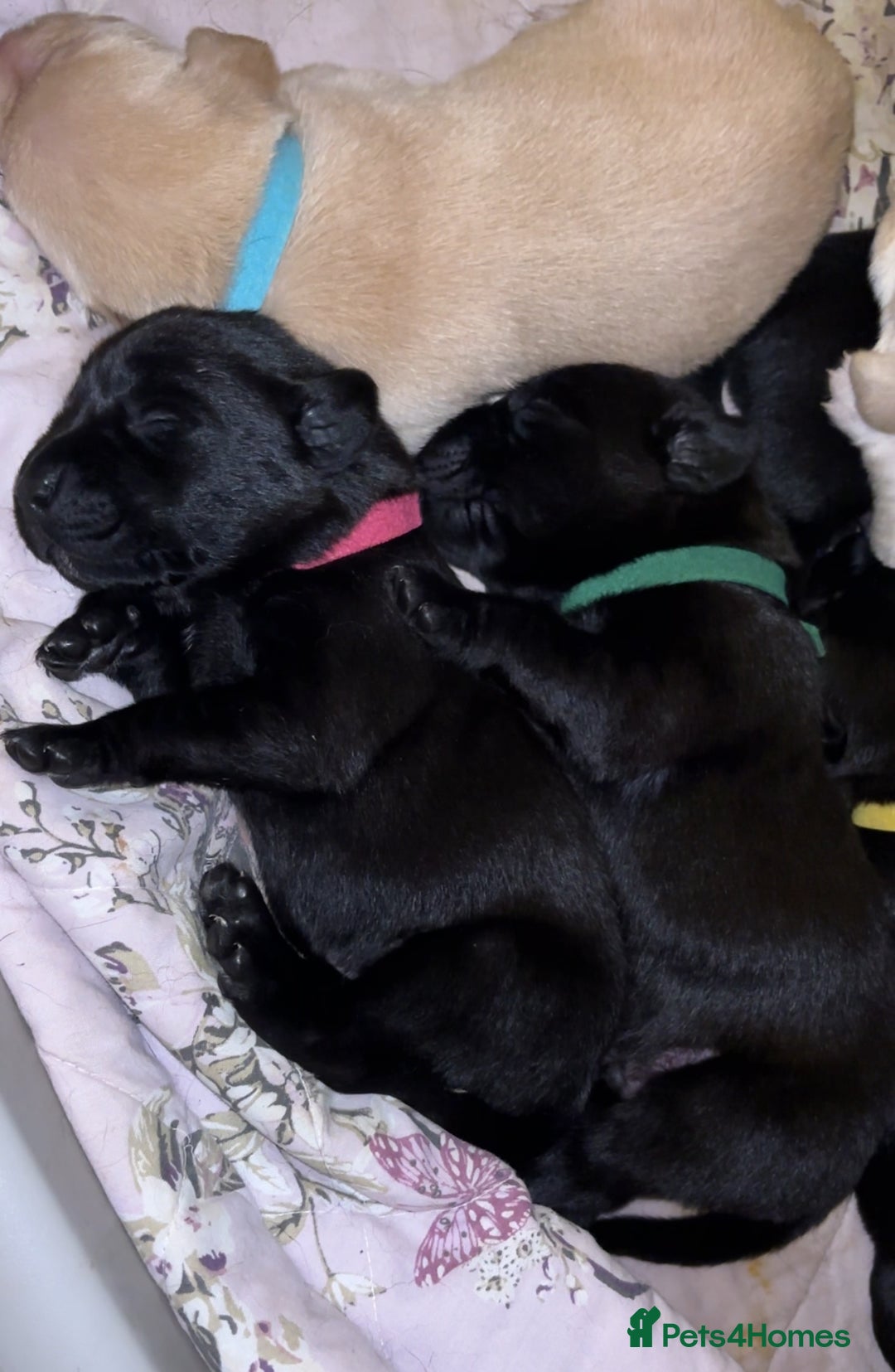 Labrador Retriever dogs for sale: 9 Beautiful Labrador Puppies For Sale  - Image 33