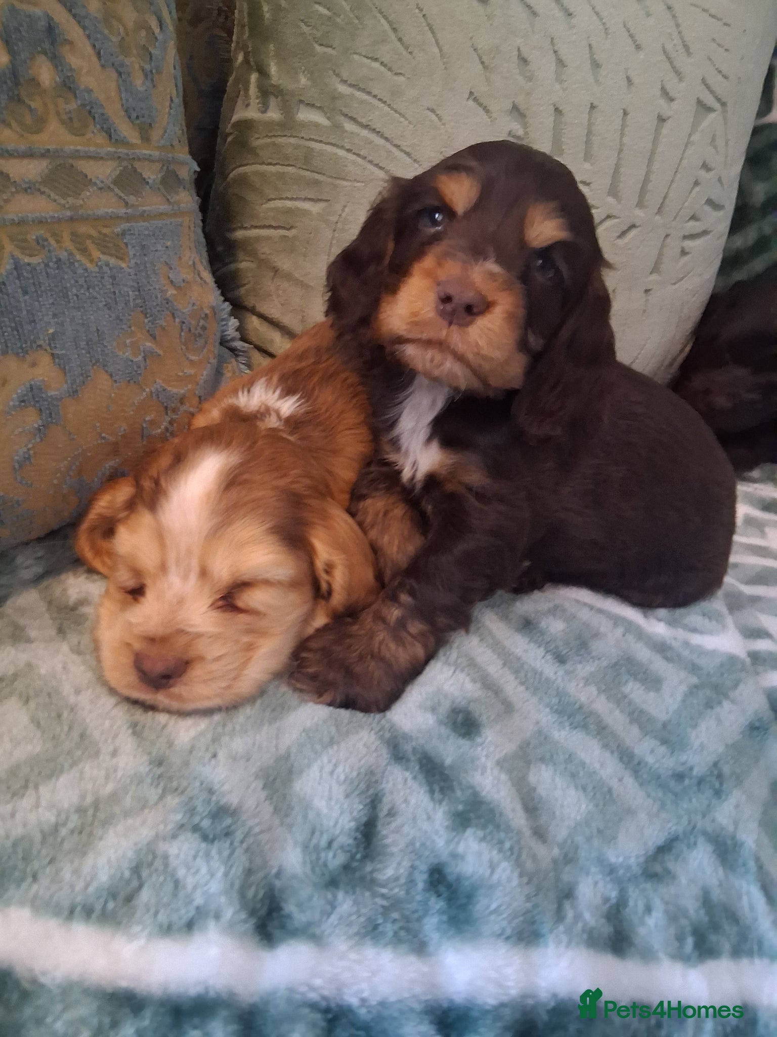Cocker Spaniel dogs Beautiful KC Reg Showtype Cocker Spaniel puppies  - Advert 2