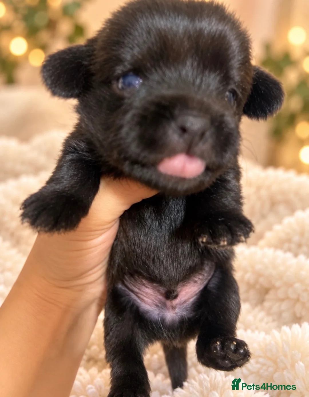 Mixed Breed dogs for sale: 🐶💕 GORGEOUS LITTLE BOYS  💕🐶 in Southampton - Advert 5
