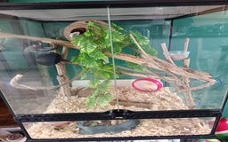 Mouse rodents for sale: Pygmy squirrels and enclosure  - Image 4