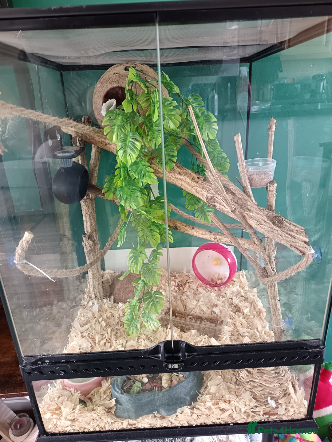 Mouse rodents for sale: Pygmy squirrels and enclosure  - Image 4