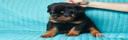 Rottweiler dogs for sale: 🌀🌀available sweet pups🌀Get yours now🌀 - Advert 5