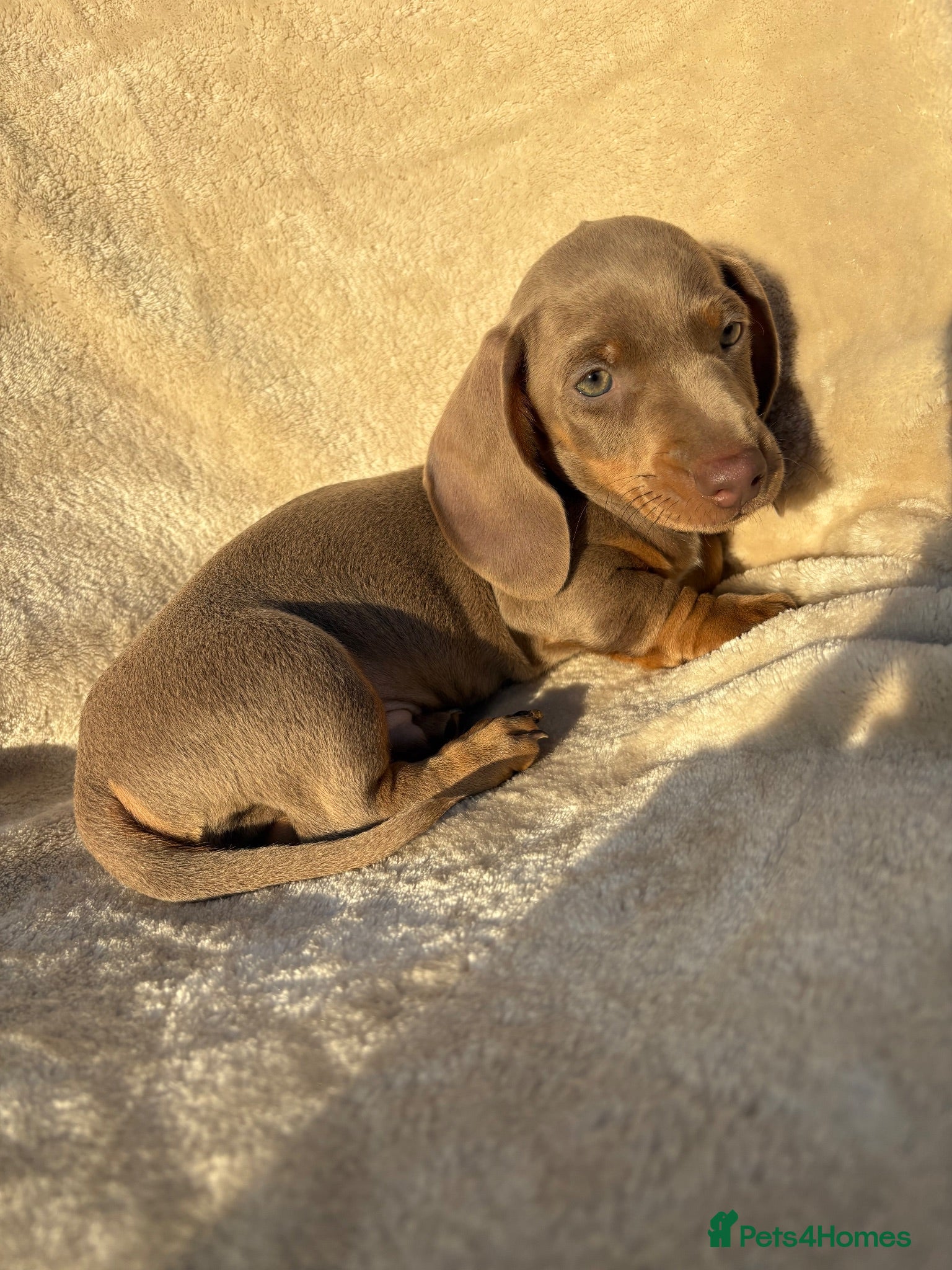 Miniature Dachshund dogs 1 male minature dachshund available !!🏡💙 - Advert 7