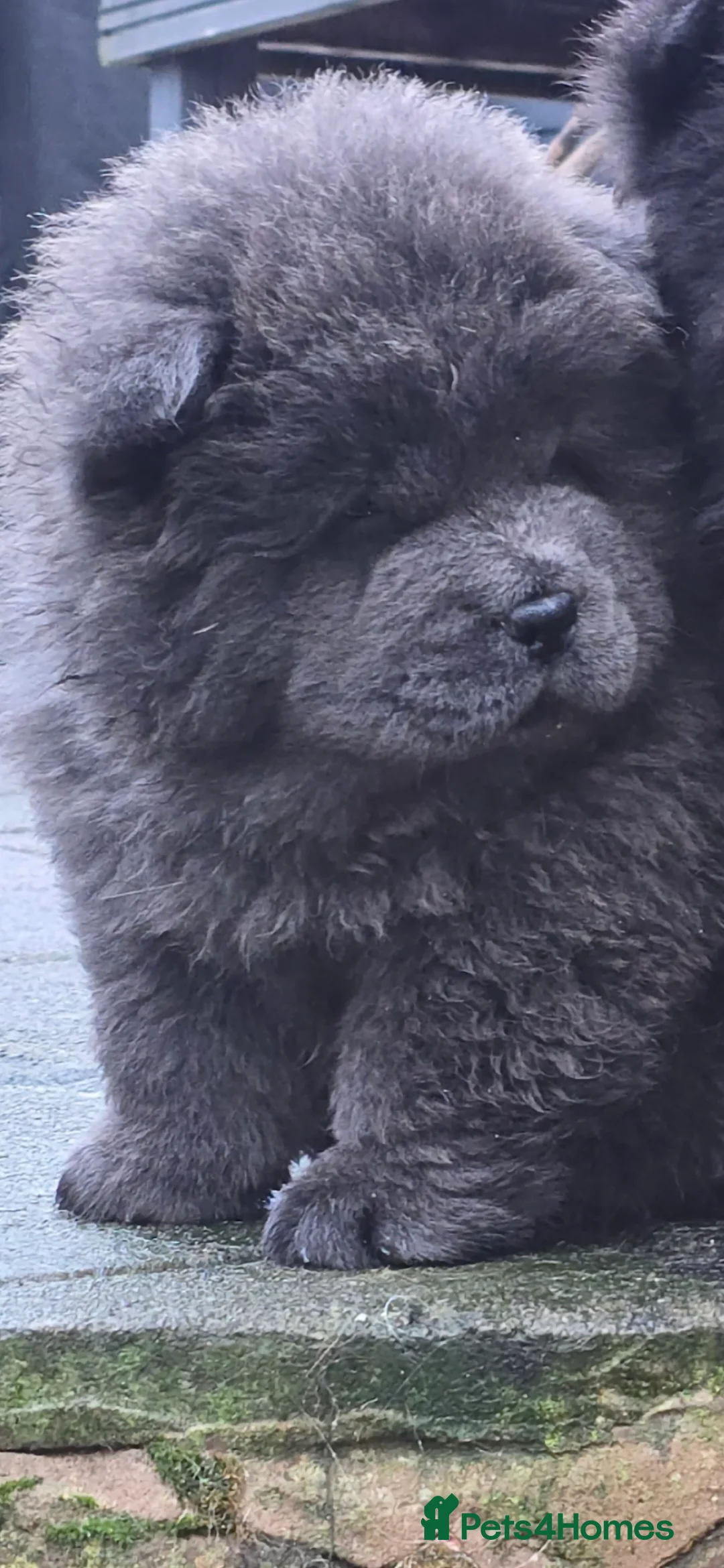 Chow Chow dogs for sale: Female ready to leave! 5⭐️homes - Advert 3