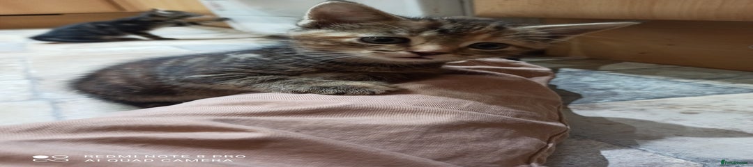 British Shorthair Kitten 4