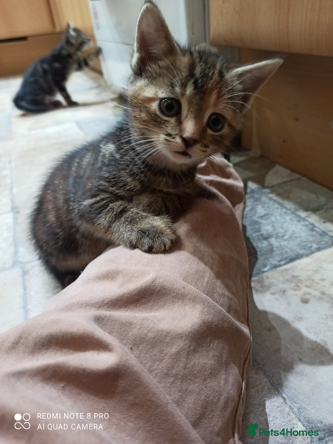 British Shorthair cats for sale: Beautiful tabby kittens - Image 24