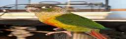 Conures birds for sale: Lovely Conures  - Advert 6