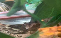 Gecko reptiles for sale: Harlequin Tricolour Crested Gecko + Large Tank - Advert 14
