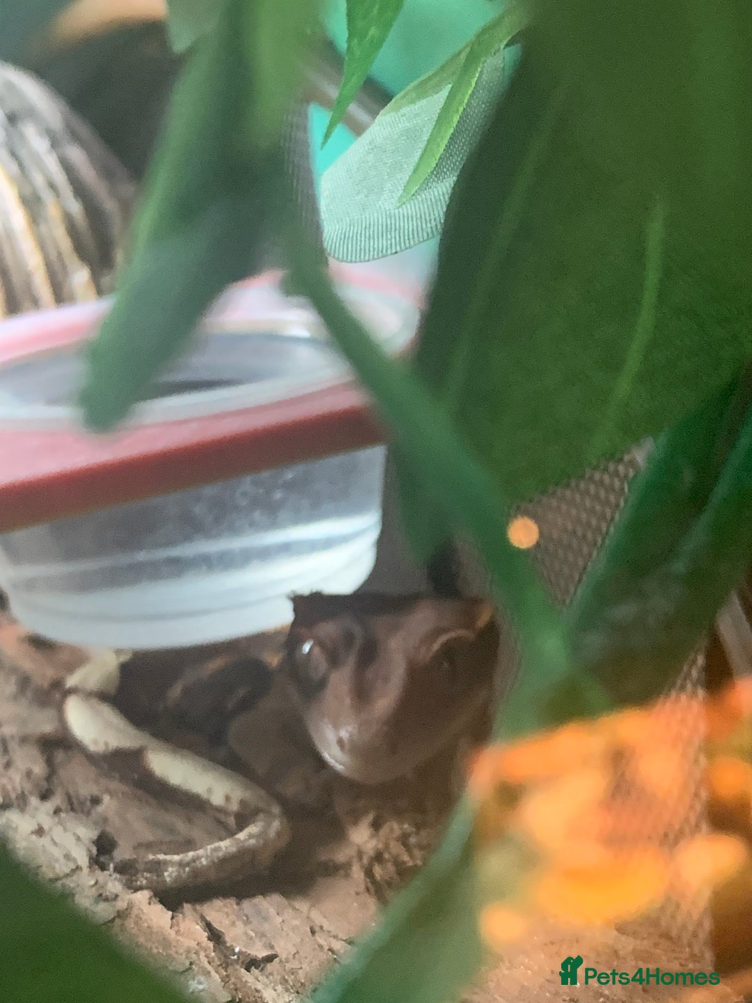 Gecko reptiles for sale: Harlequin Tricolour Crested Gecko + Large Tank - Advert 14