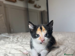 Mixed Breed cats - Advert 24