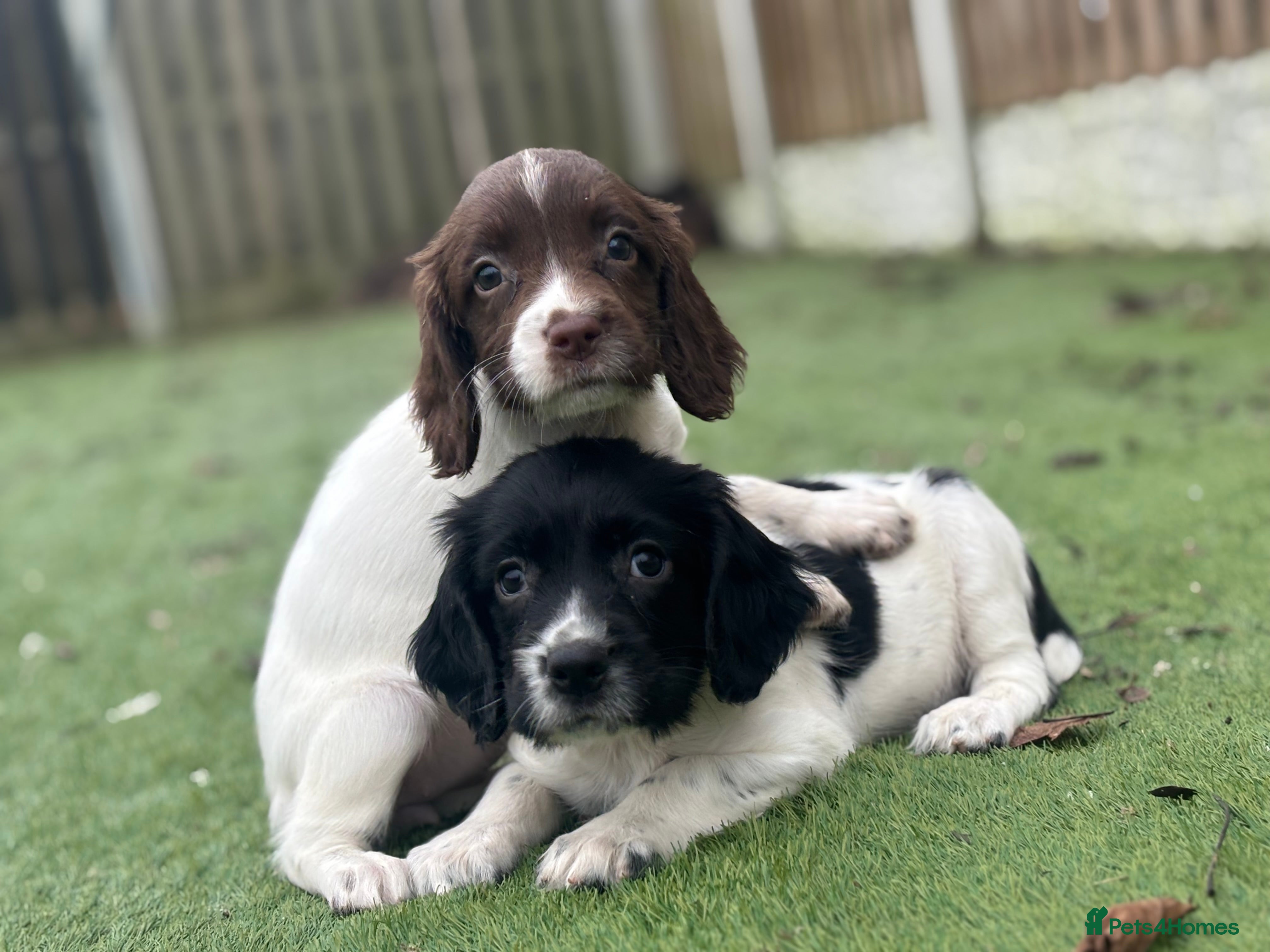 English Springer Spaniel dogs ❗️Final Boy Remaining ❗️KC Spinger Spaniel  - Advert 13