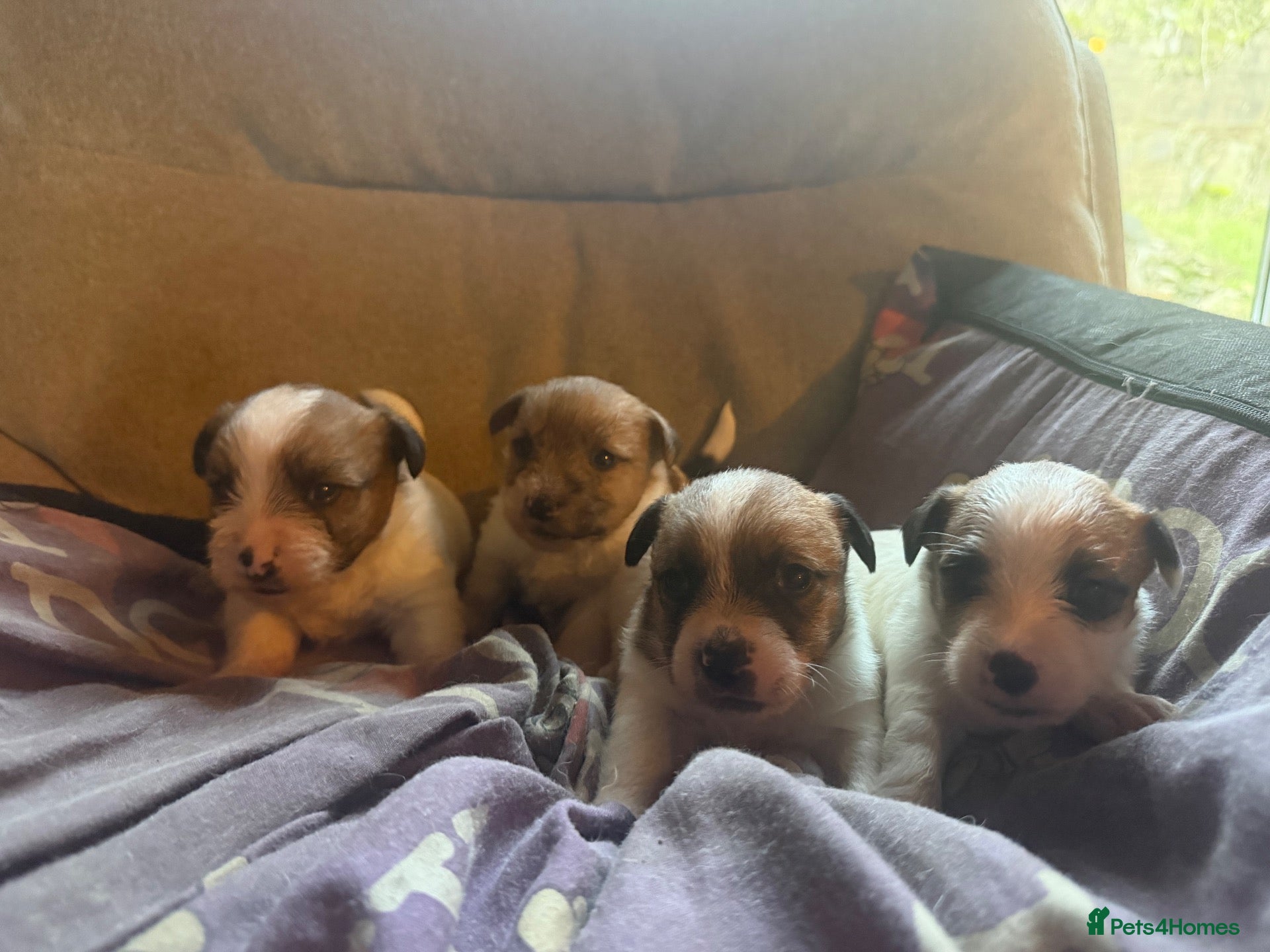 Jack Russell dogs Traditional Jack Russell puppies  - Advert 1