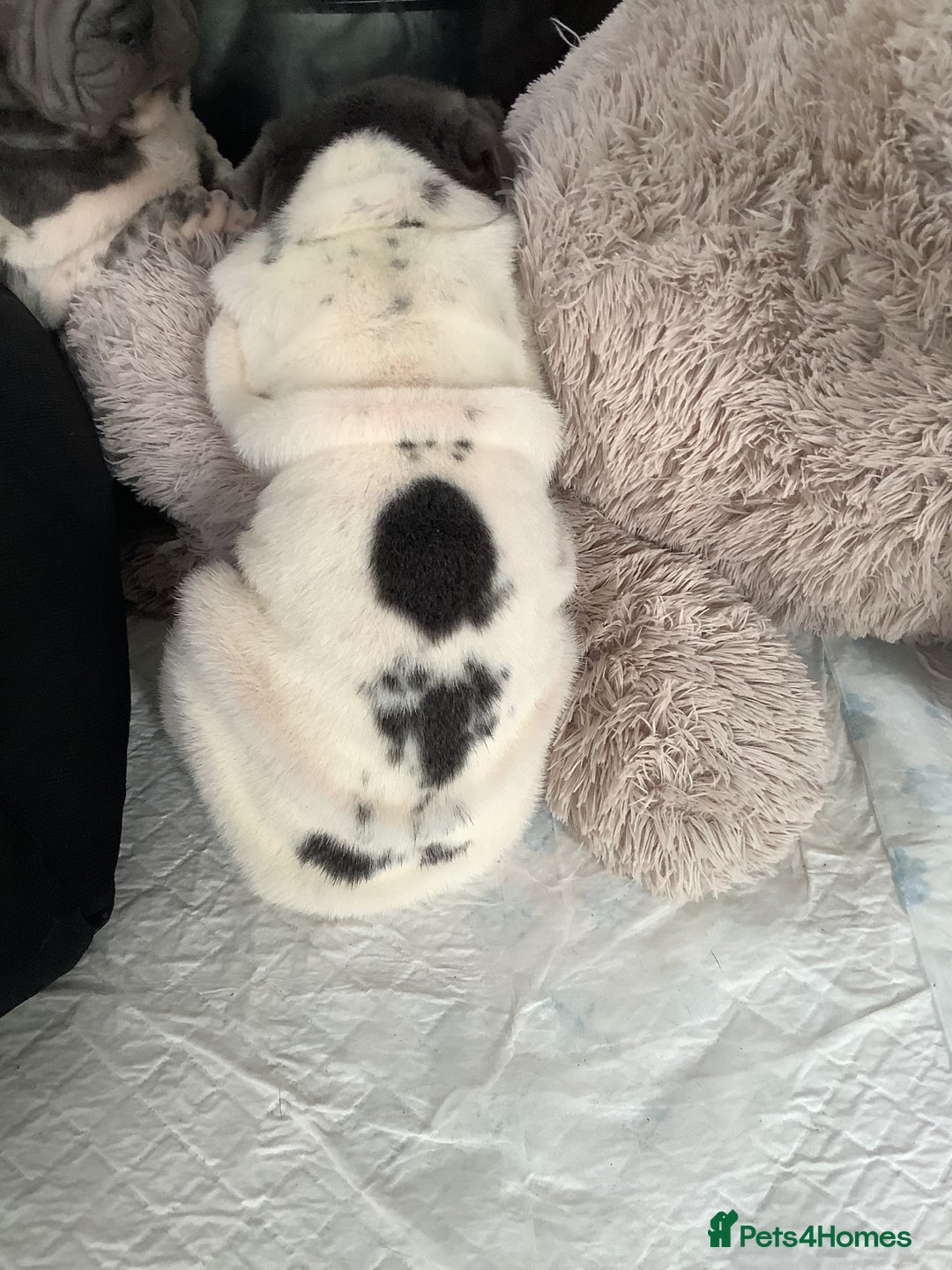 Shar Pei dogs for sale: Kc registered shar pei rare colours - Advert 9