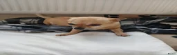 Chihuahua dogs for sale: Little boy - Advert 10