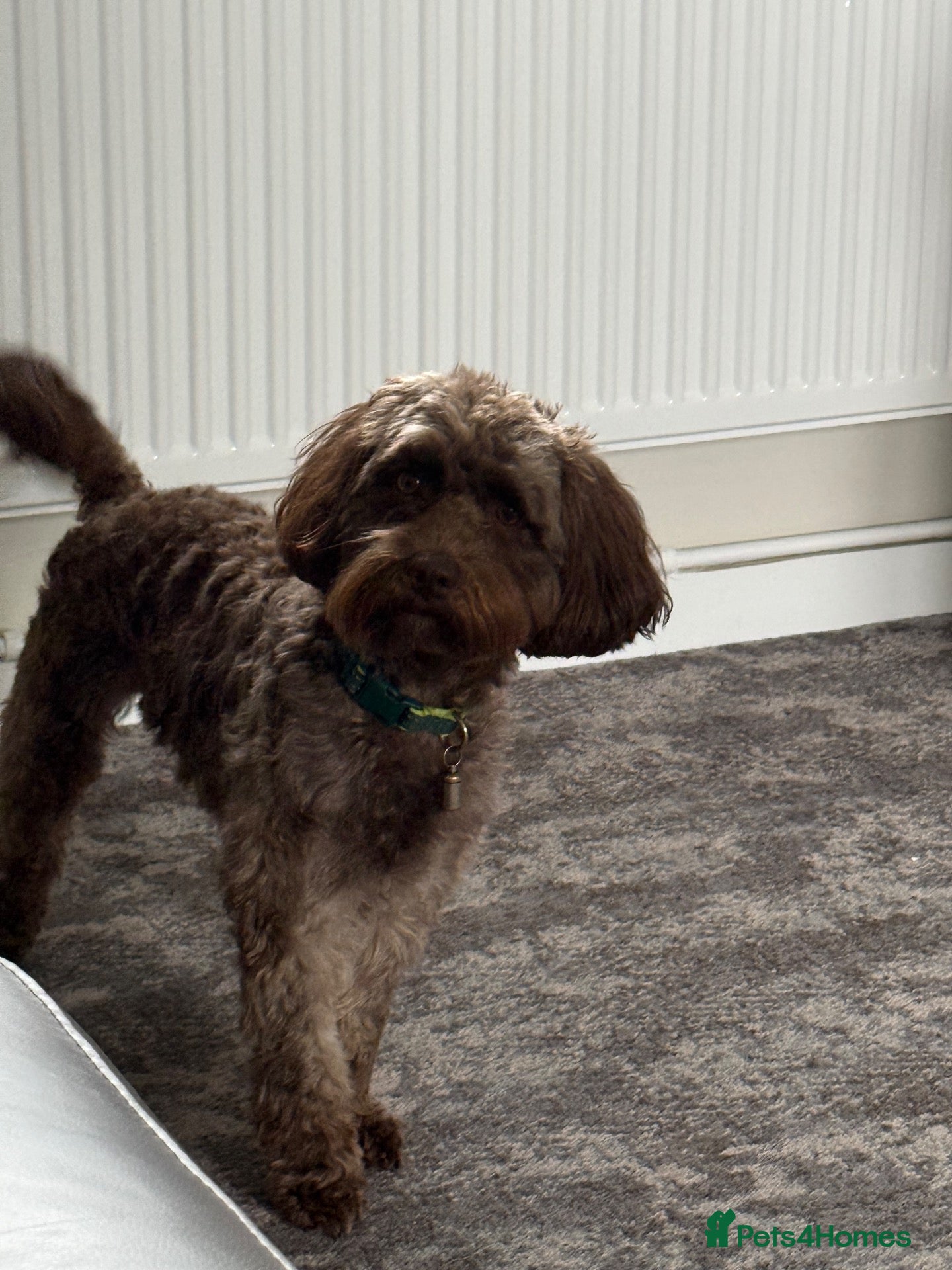 Cockapoo dogs for sale: Sale of Beautiful F2b Miniature Cockapoo Puppies.  - Advert 1